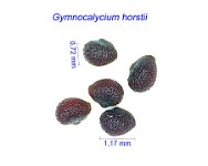 Gymnocalycium horstii 1.jpg